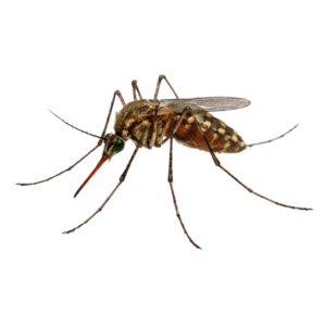 Mosquitoes
